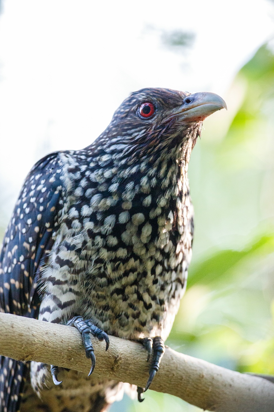 Indischer Koel